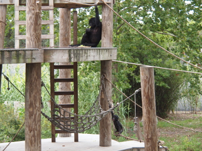 [The bonobos are on a multi-level rope and wooden structure. There are wooden ladders between the levels. There are also ropes strung between the pole supports. There are also several rope hammock structures. The adult is sitting on the second level eating while the youngster, who is only about a quarter of her size, is standing on a rope holding a different rope above his head.]